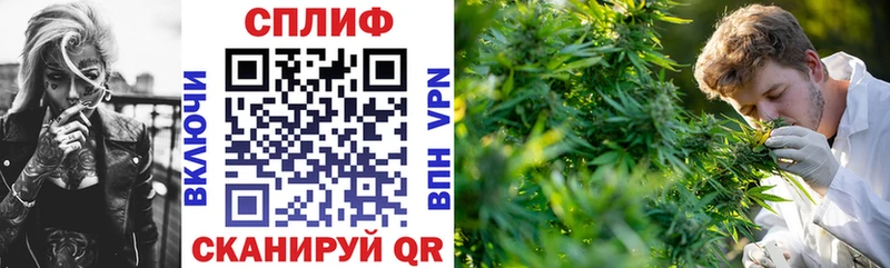 Конопля сатива Гурьевск